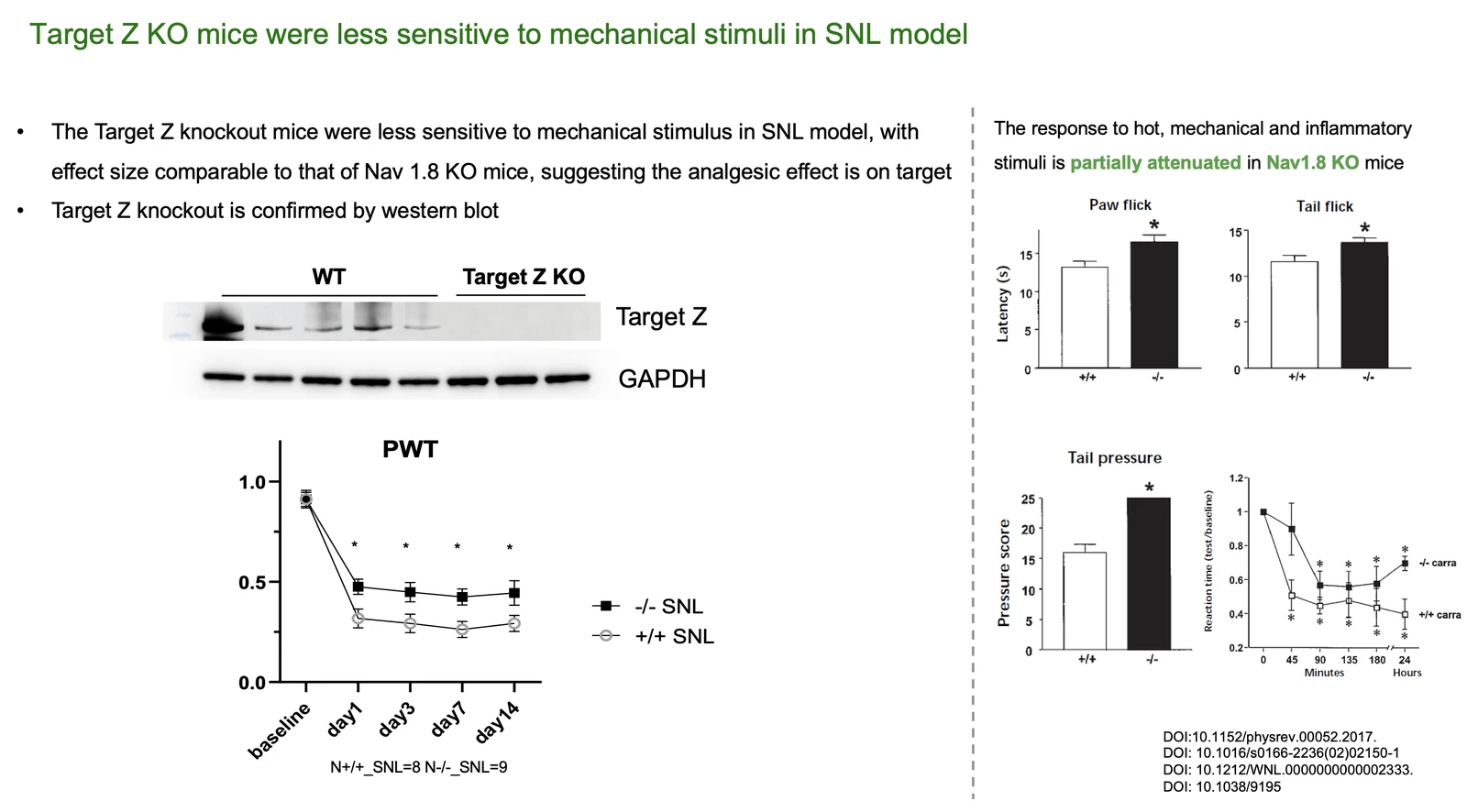 Target Z knockout validation slide showing higher paw-withdrawal thresholds after spinal nerve ligation and western blot confirmation of target knockout